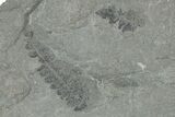 Pennsylvanian Fossil Fern (Neuropteris) Plate - Kentucky #248121-2